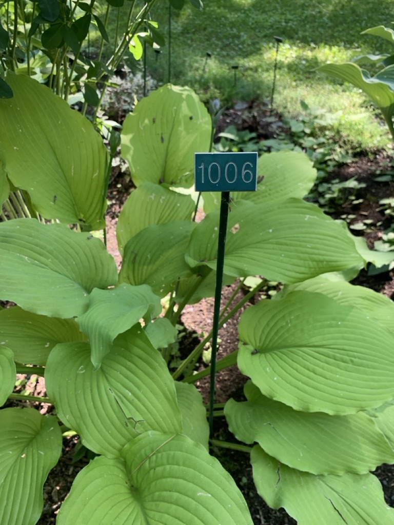 Image de la plante