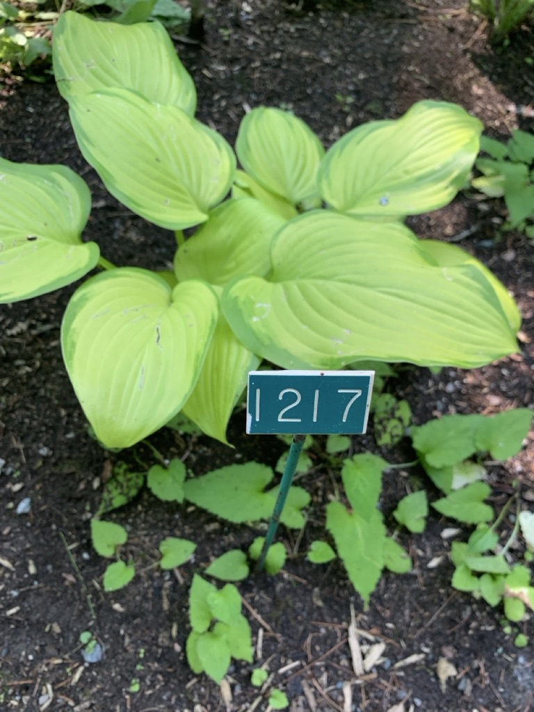 Image de la plante