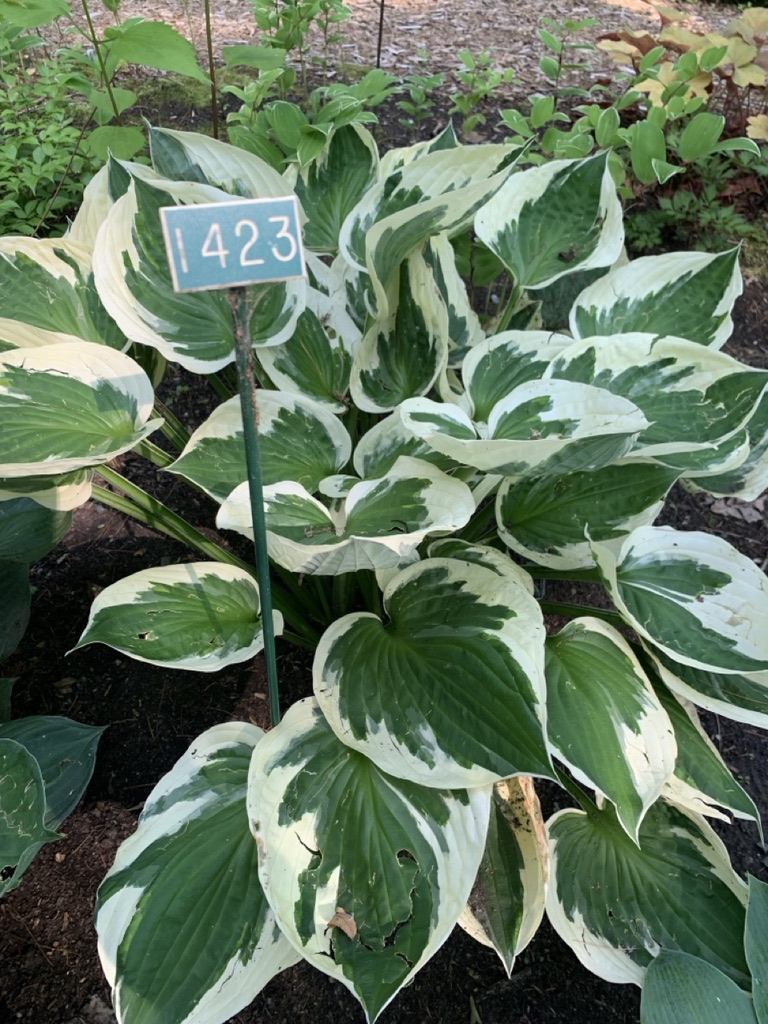 Image de la plante