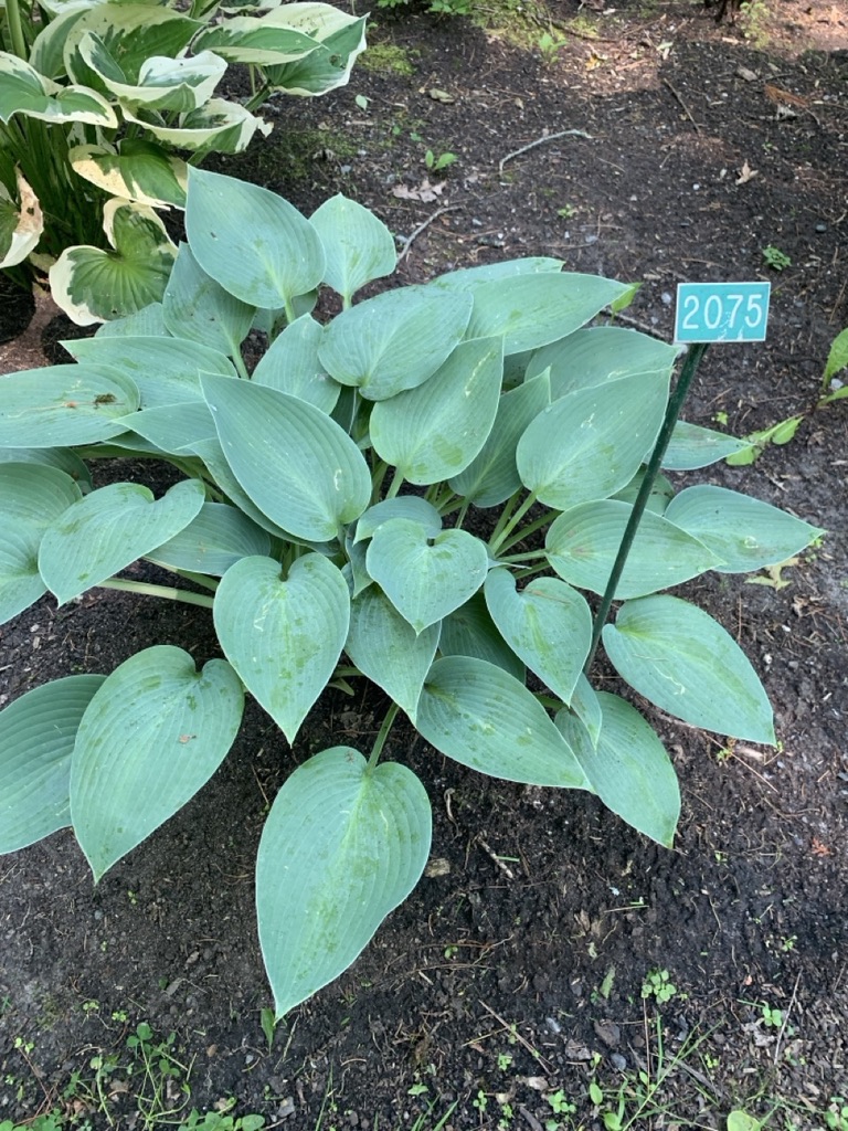 Image de la plante