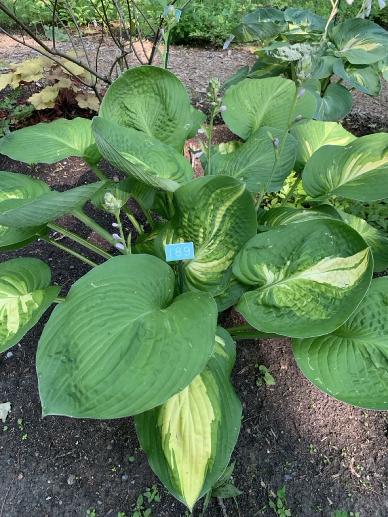 Image de la plante