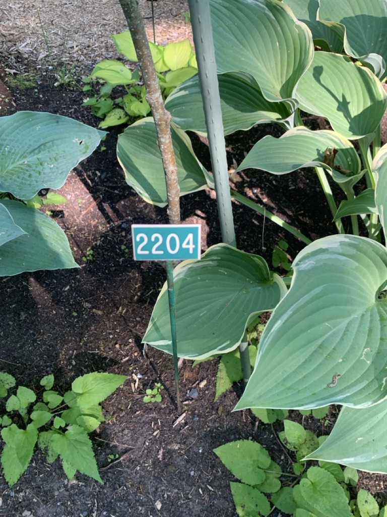 Image de la plante