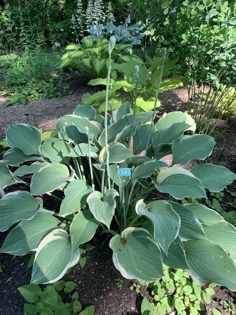 Image de la plante