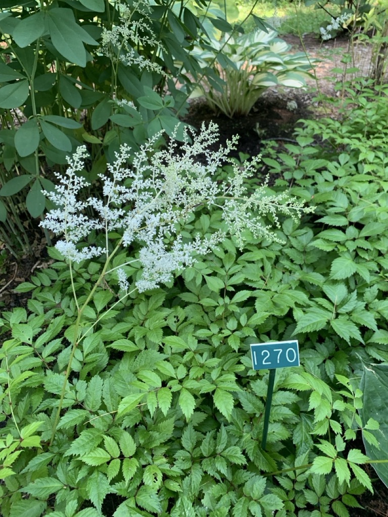 Image de la plante