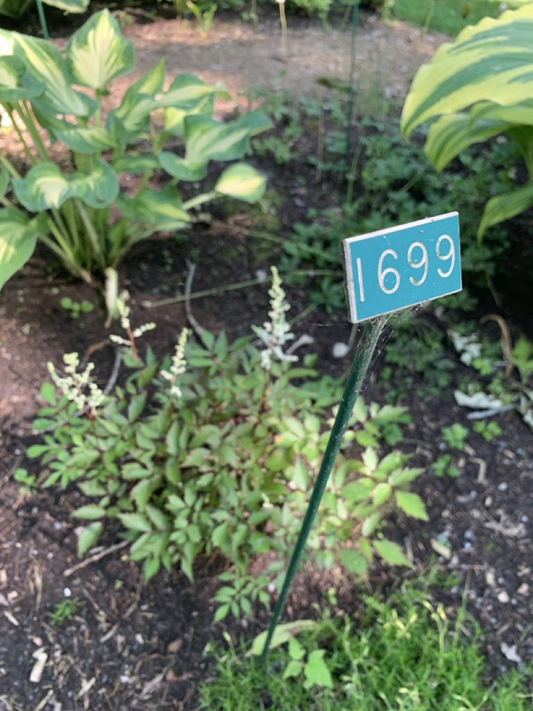 Image de la plante