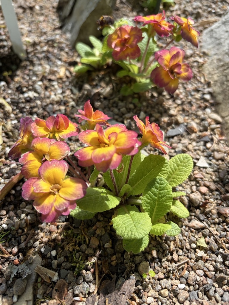 Image de la plante