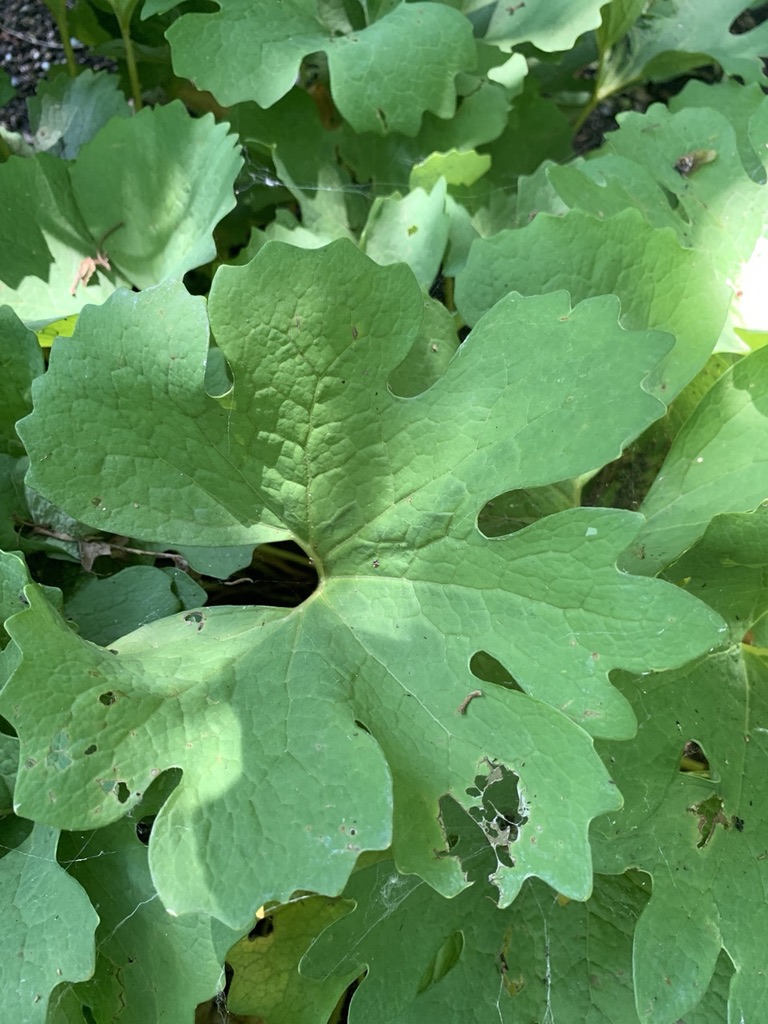 Image de la plante