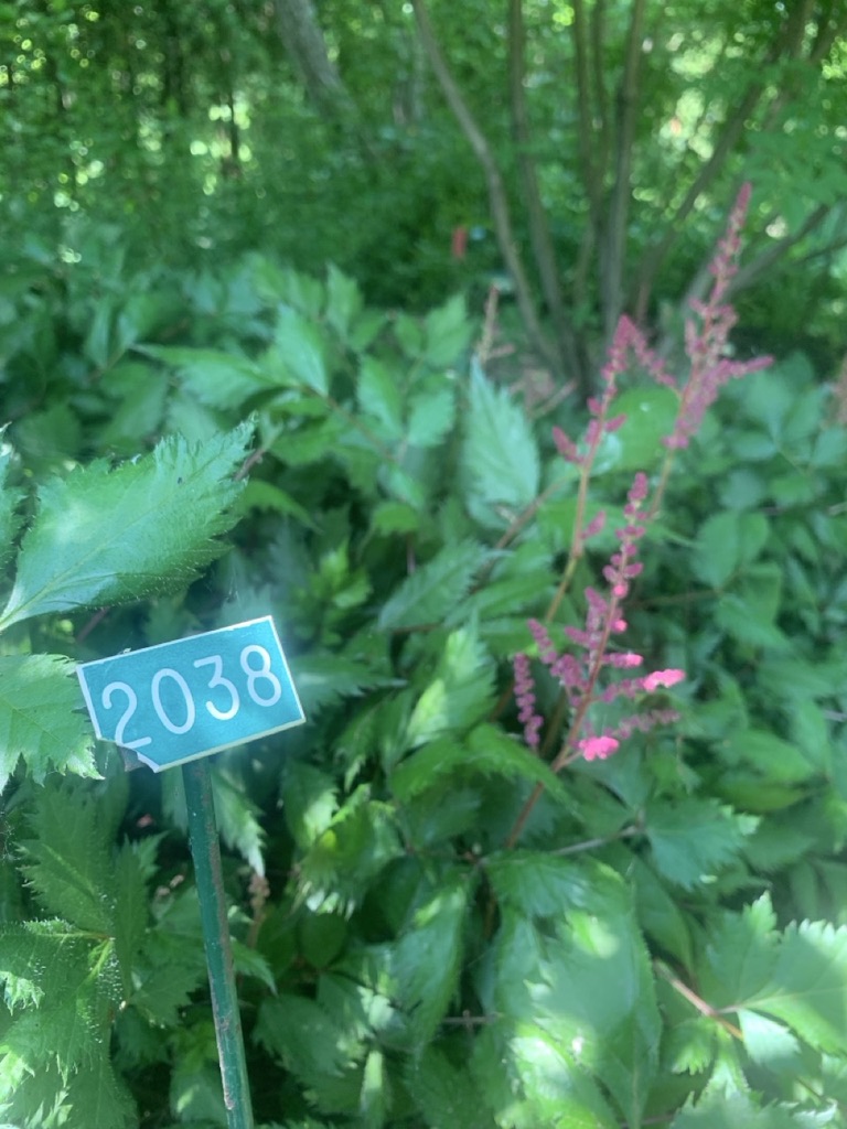 Image de la plante