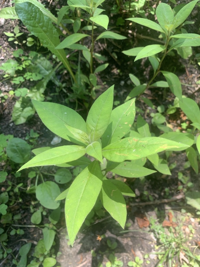 Image de la plante