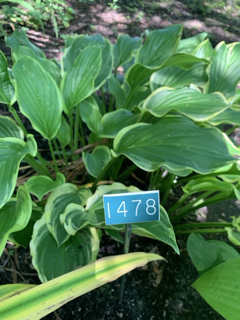 Image de la plante