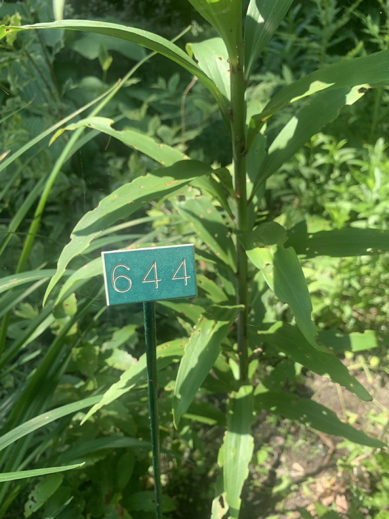 Image de la plante
