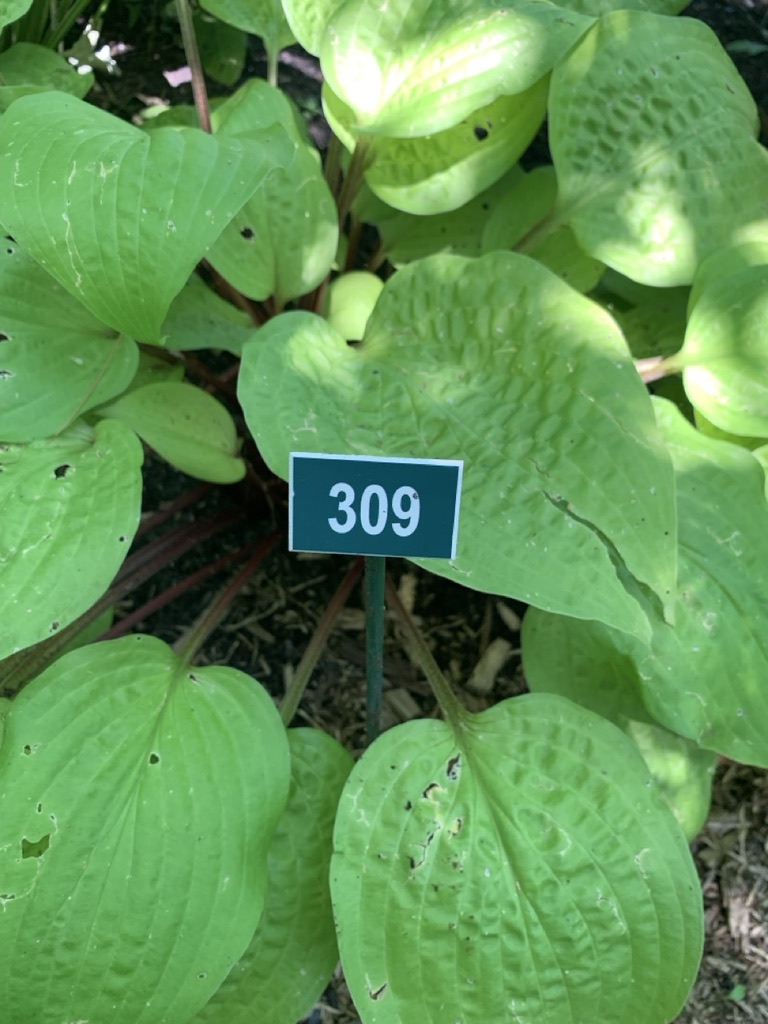 Image de la plante