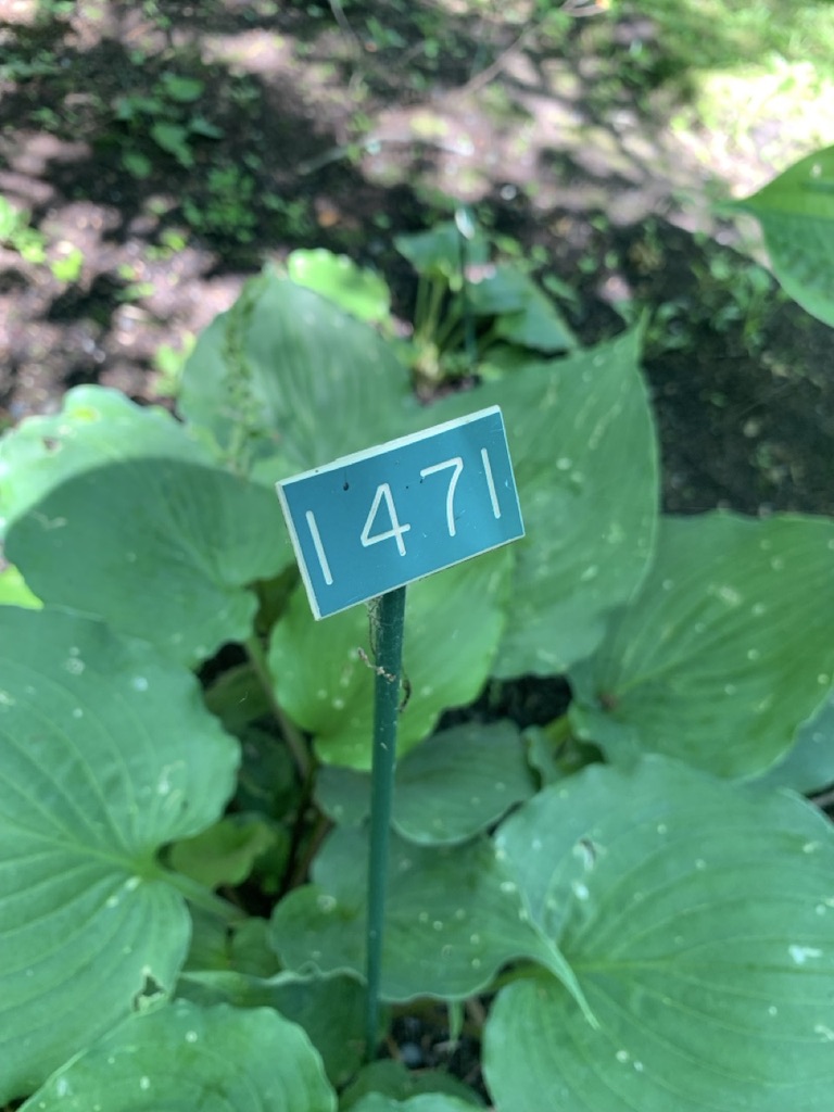 Image de la plante