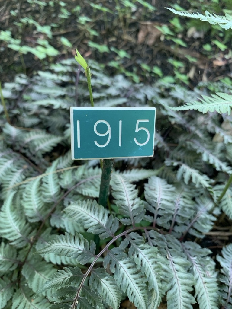 Image de la plante