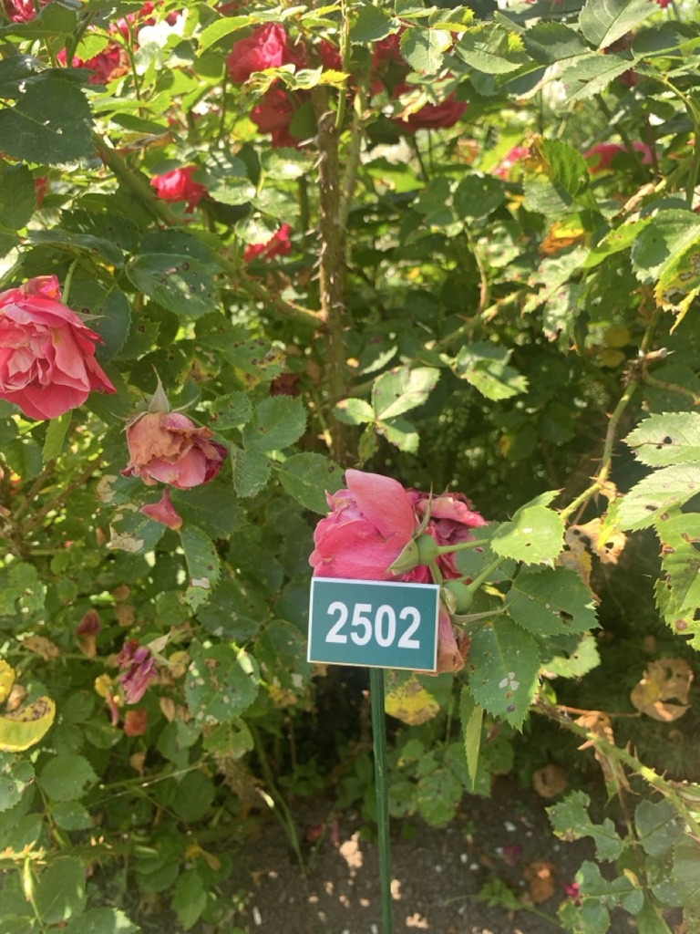 Image de la plante