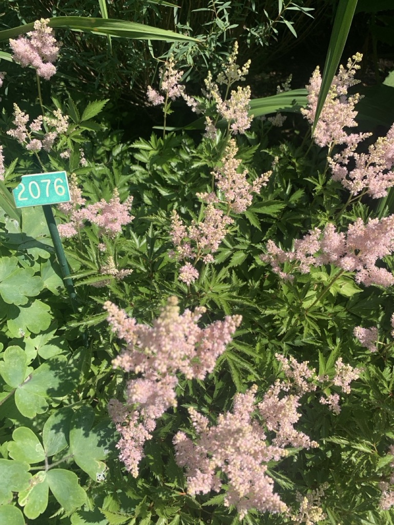 Image de la plante