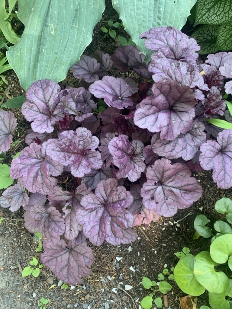 Image de la plante