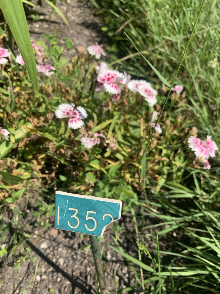 Image de la plante