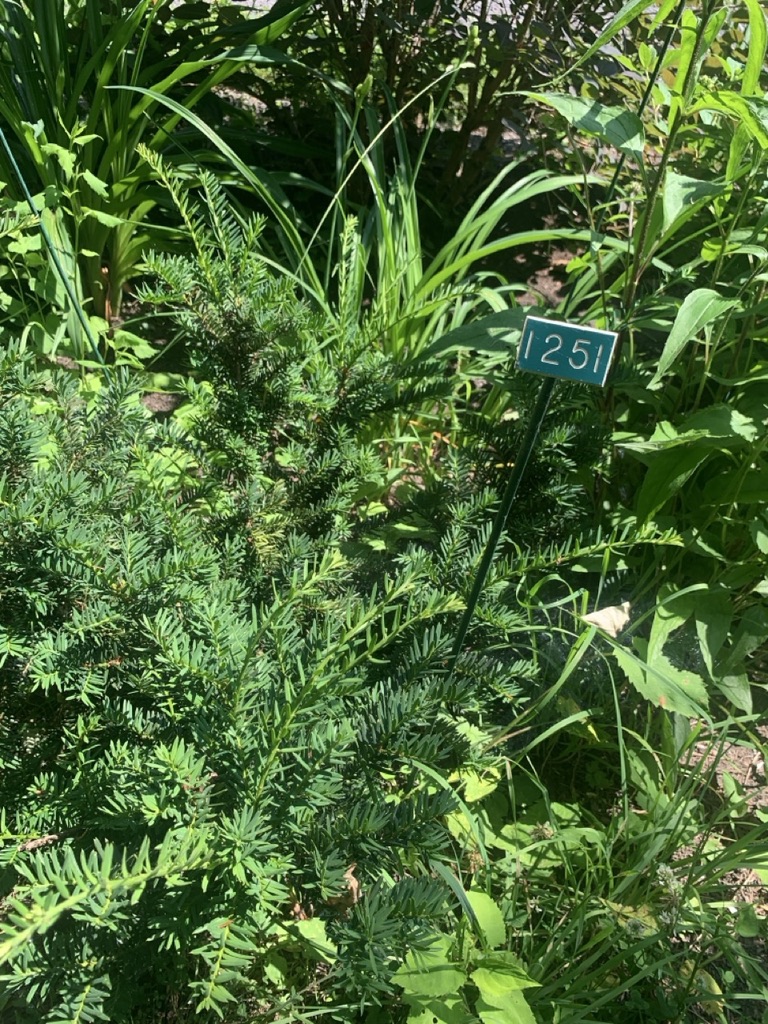 Image de la plante