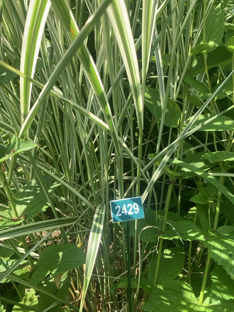 Image de la plante