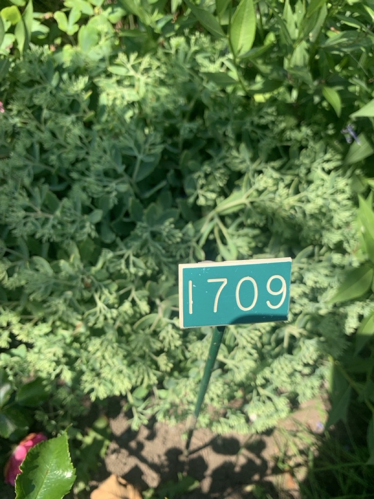 Image de la plante