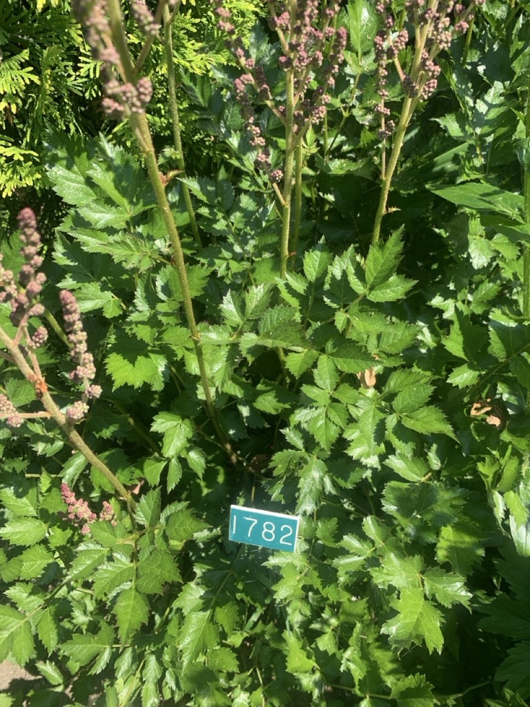 Image de la plante