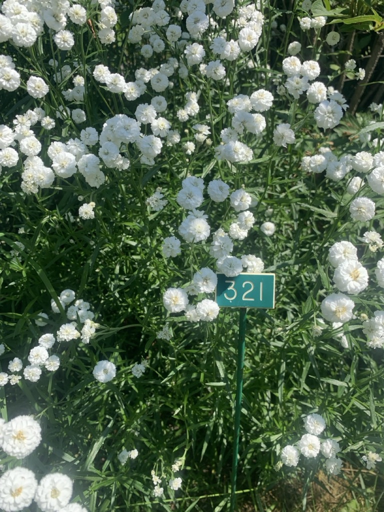 Image de la plante