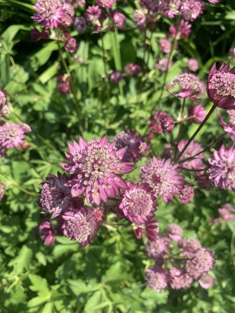 Image de la plante