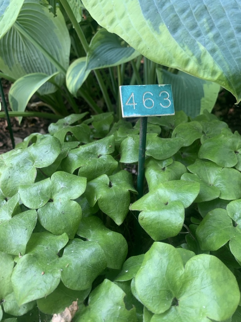 Image de la plante