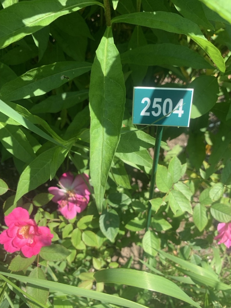 Image de la plante