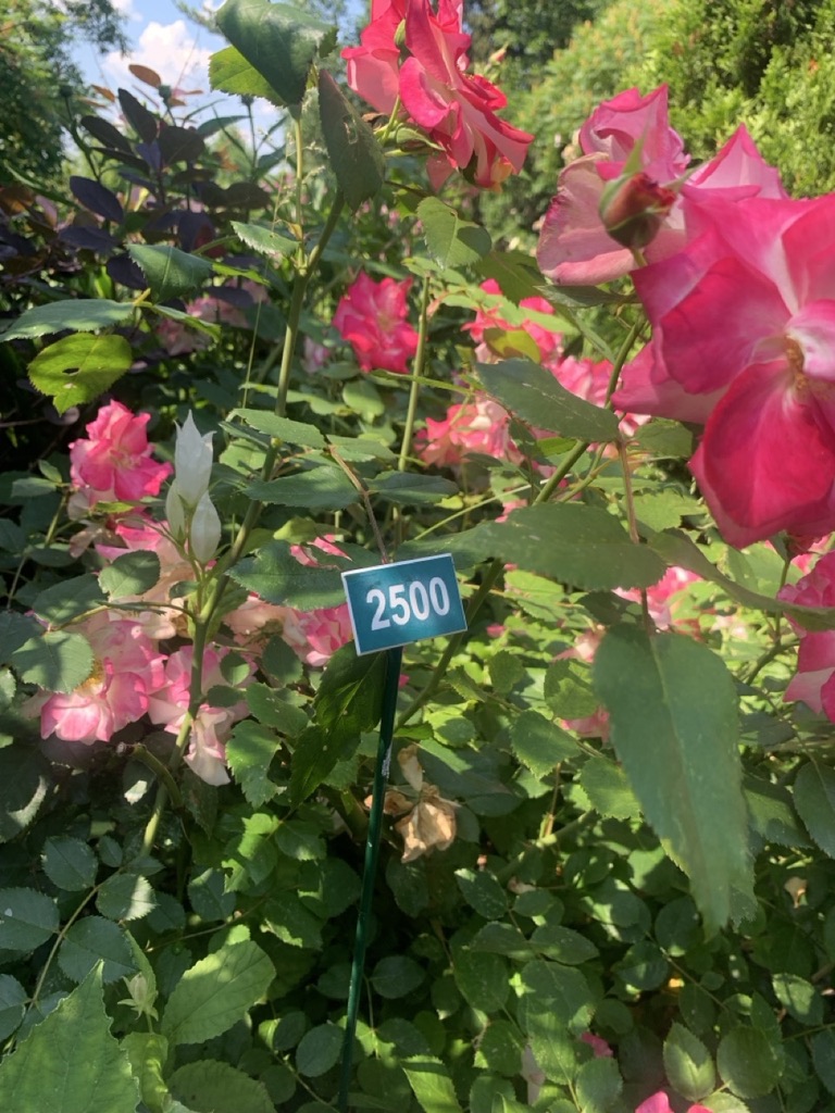 Image de la plante