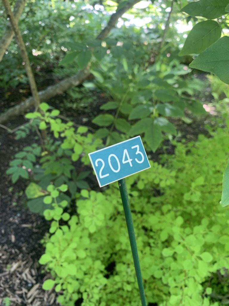 Image de la plante
