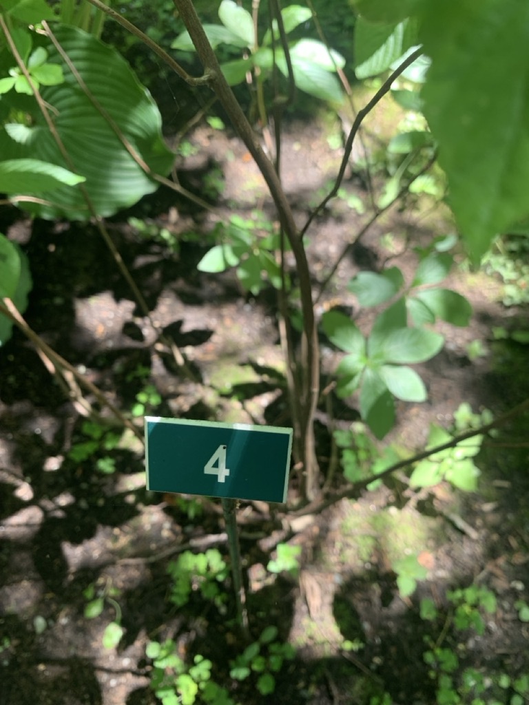 Image de la plante