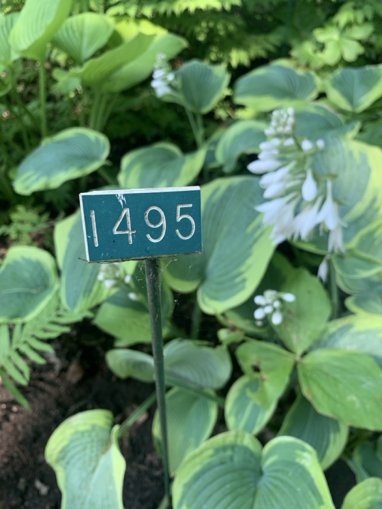 Image de la plante