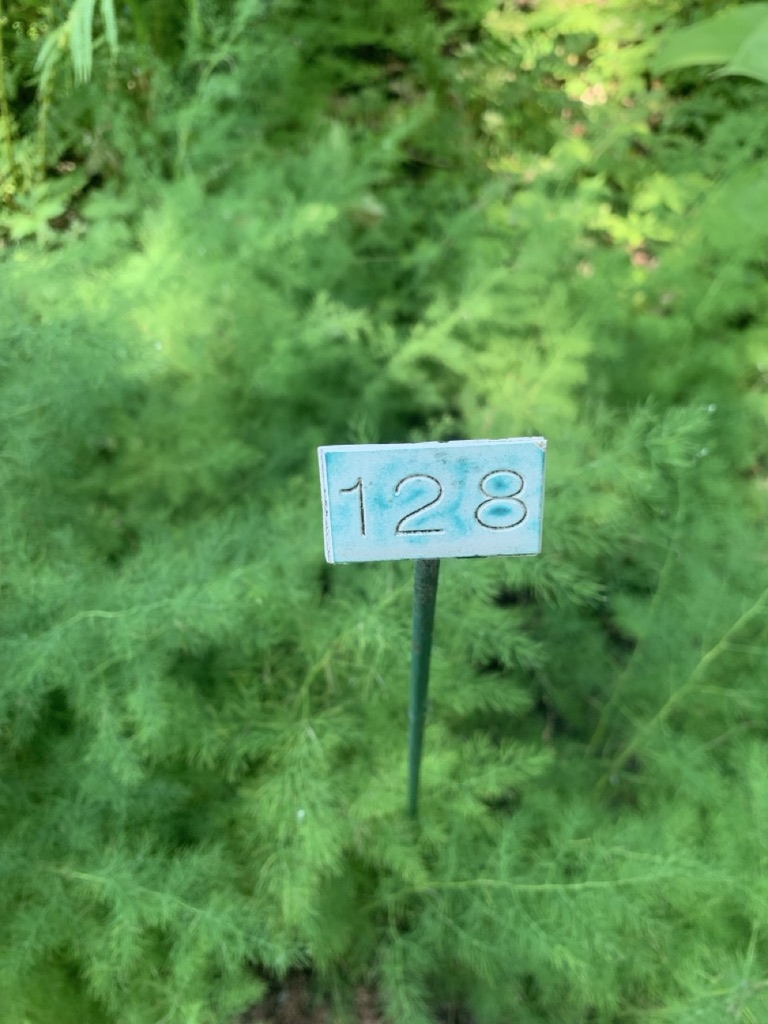Image de la plante