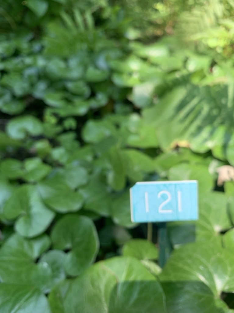 Image de la plante