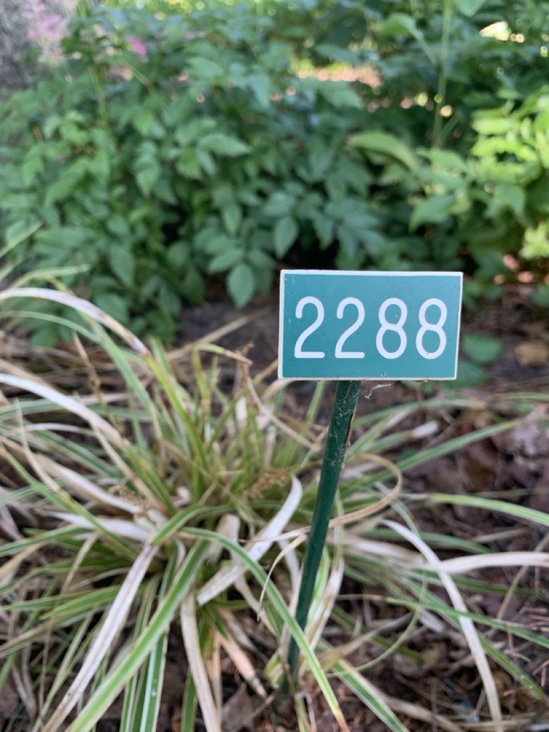 Image de la plante