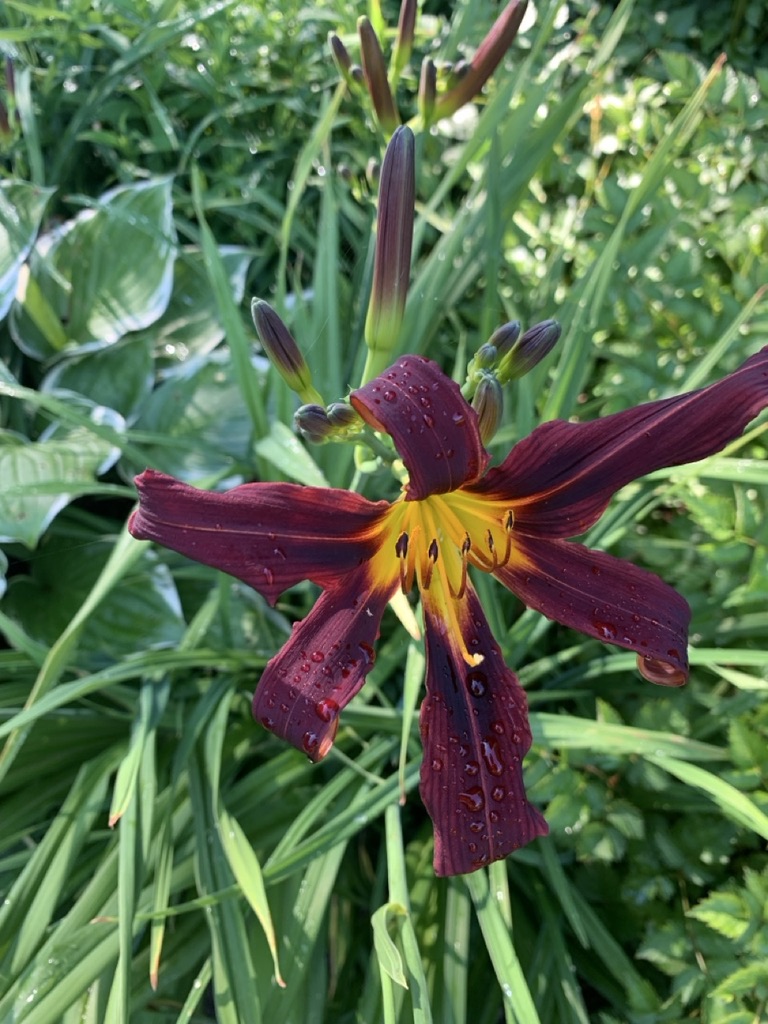 Image de la plante