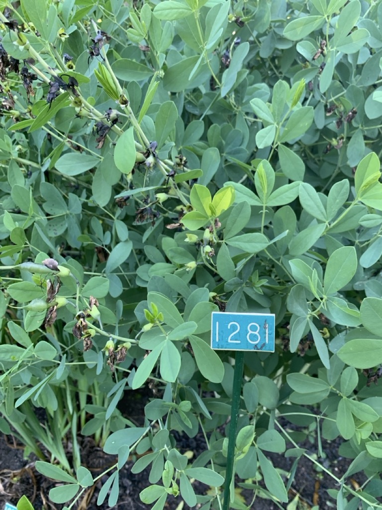 Image de la plante