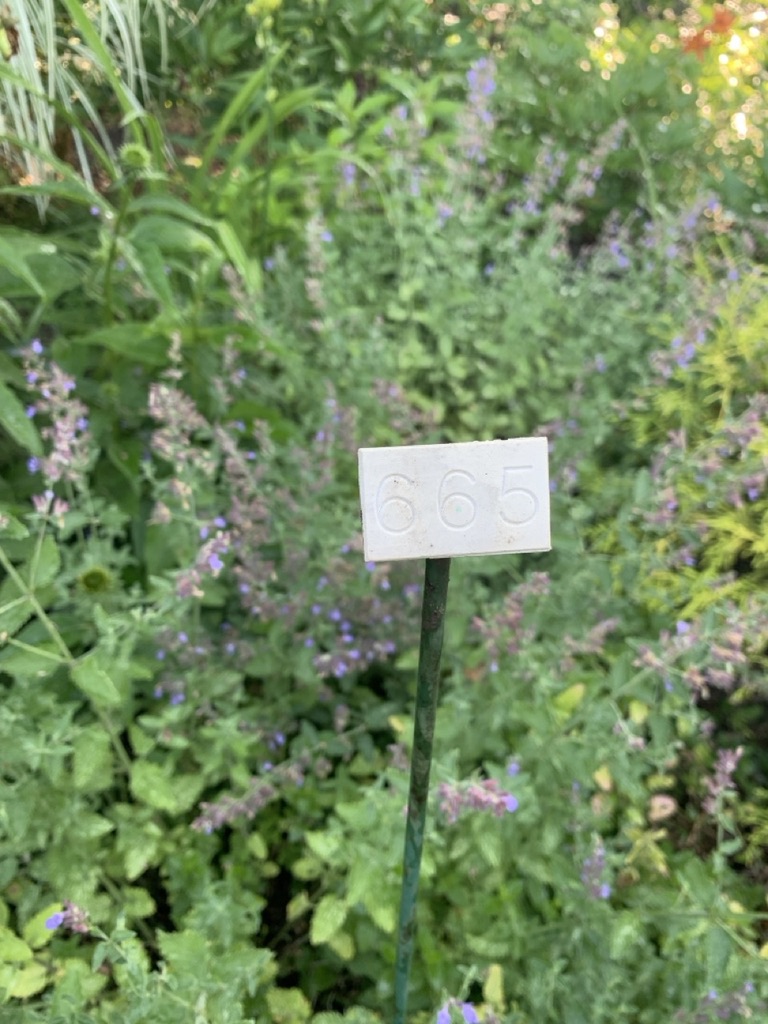 Image de la plante