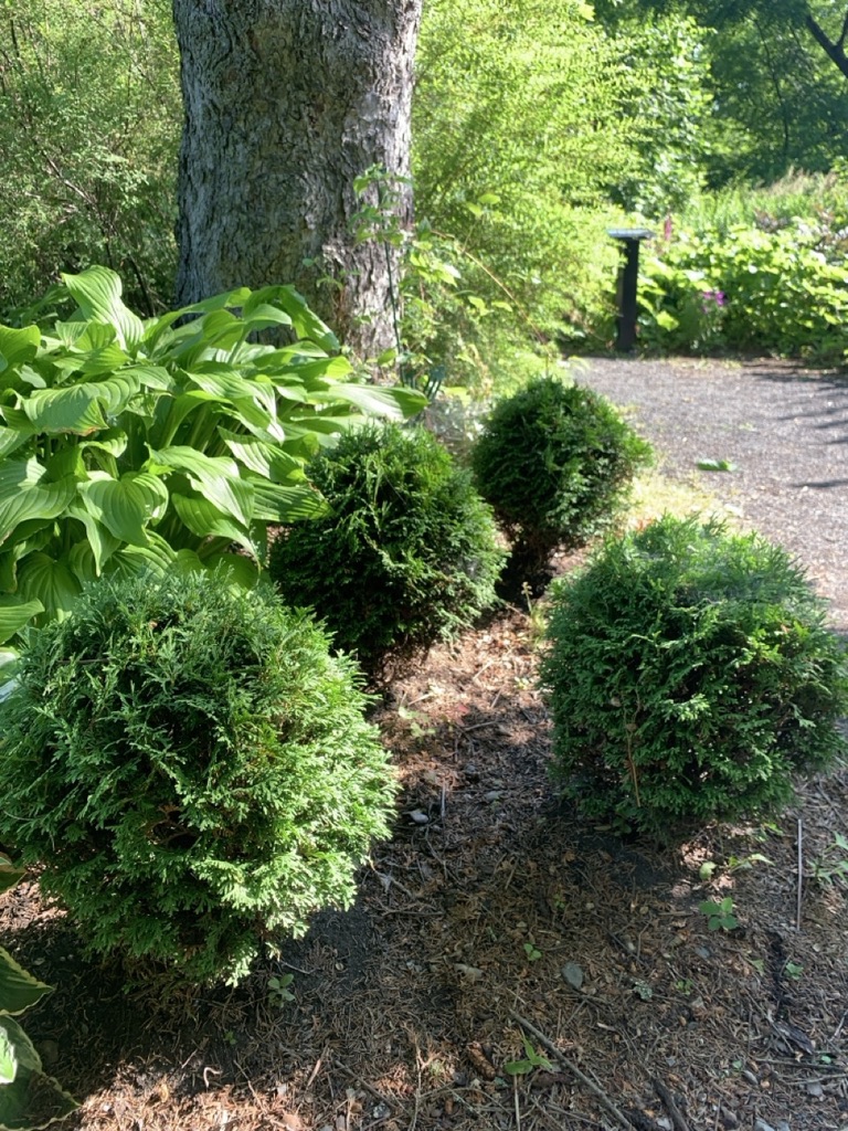 Image de la plante