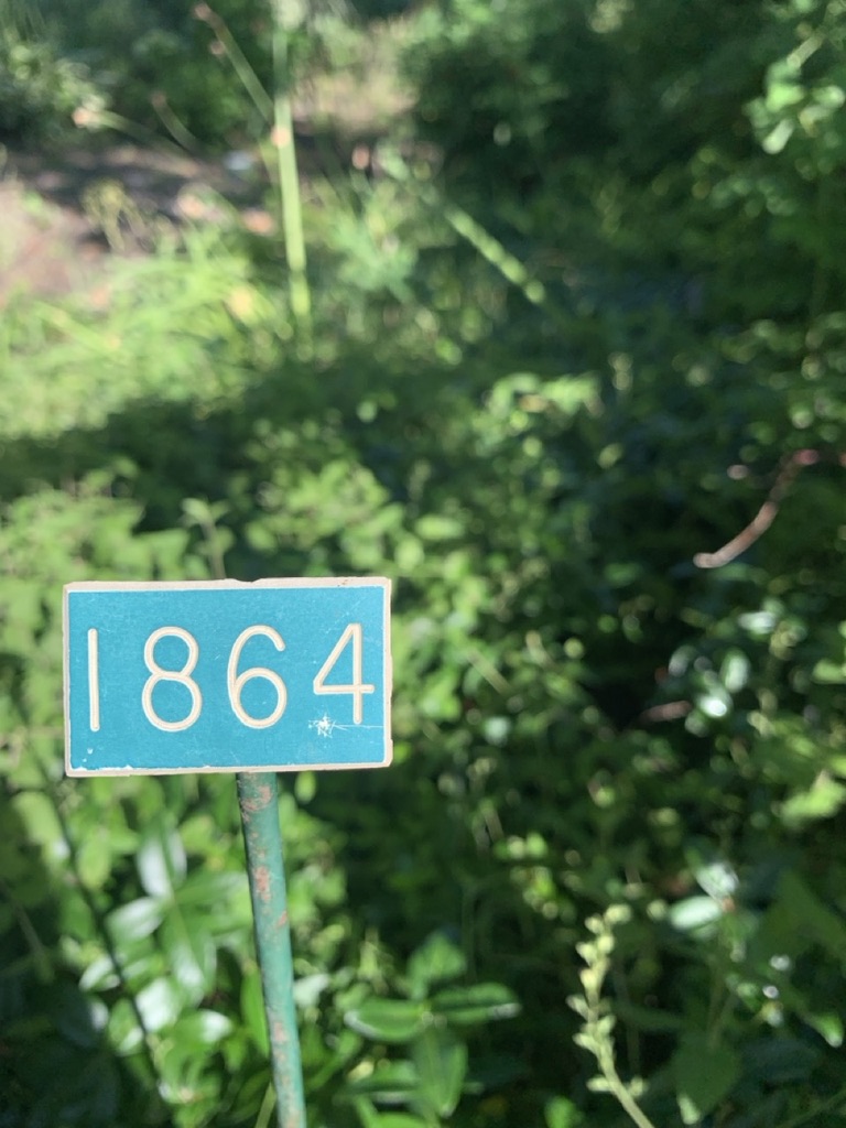Image de la plante