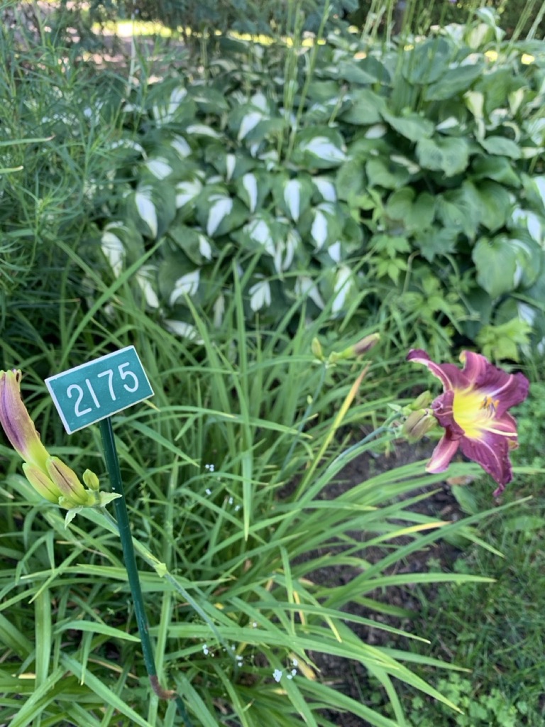 Image de la plante