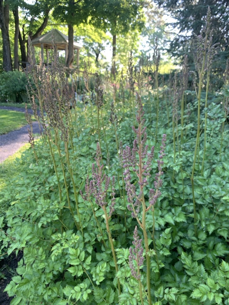 Image de la plante