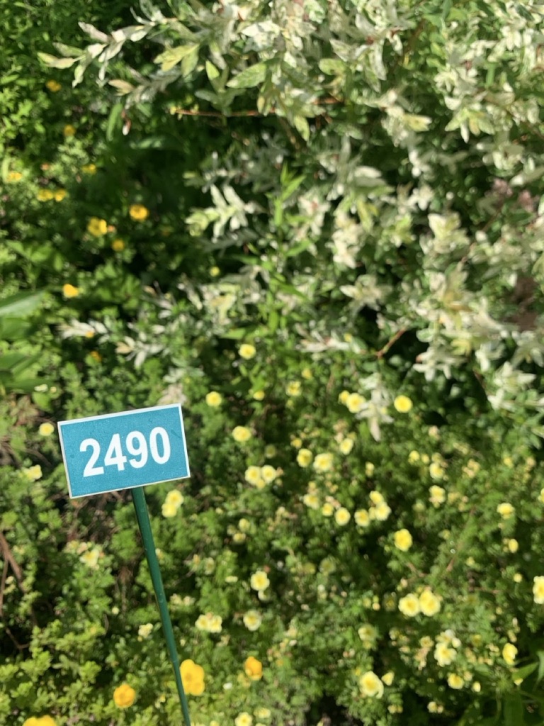 Image de la plante