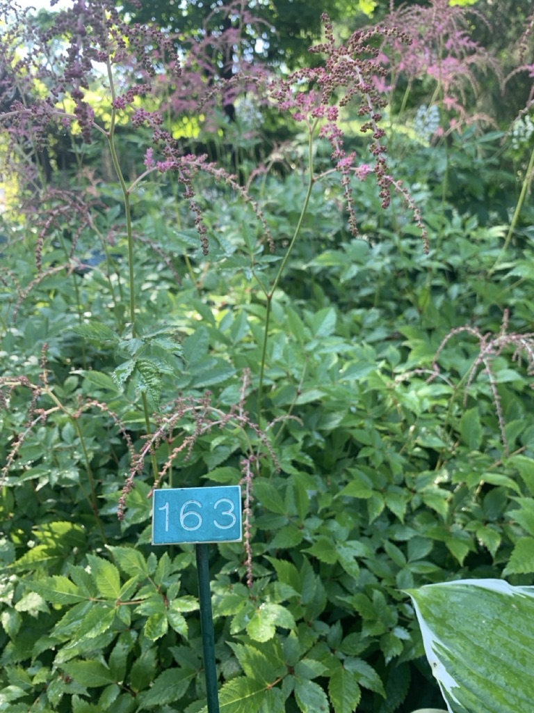 Image de la plante