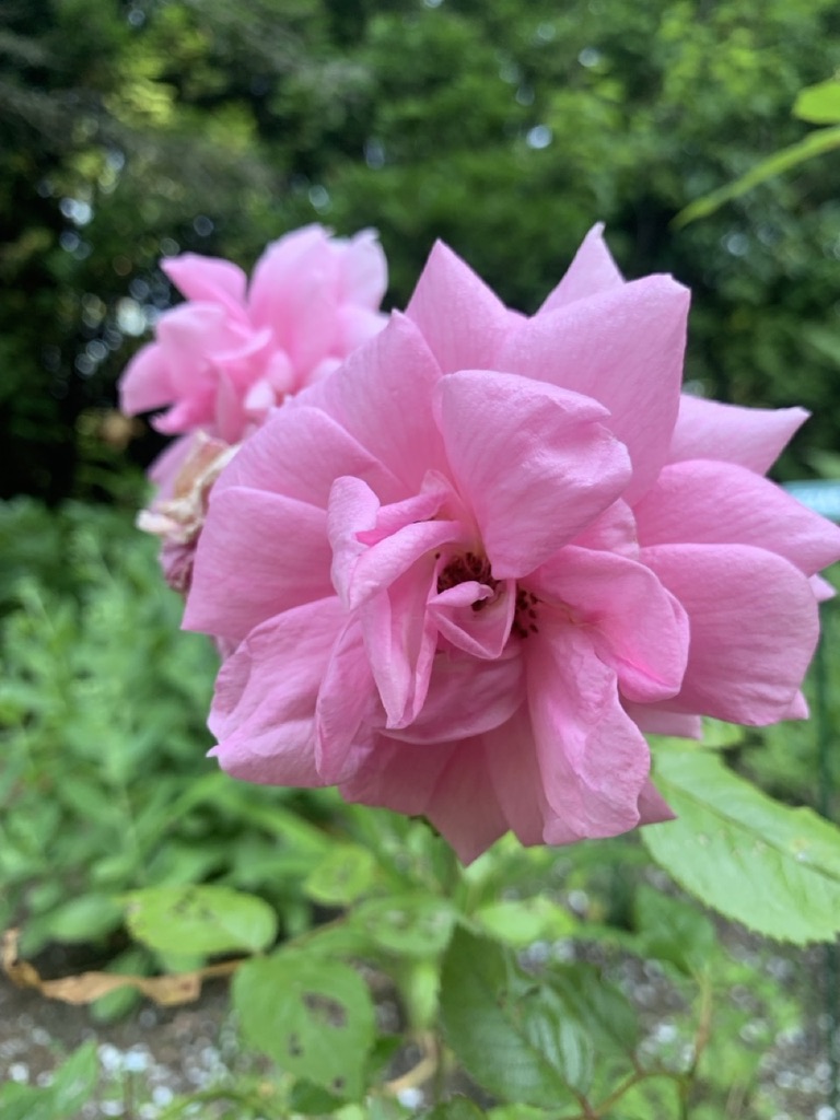 Image de la plante