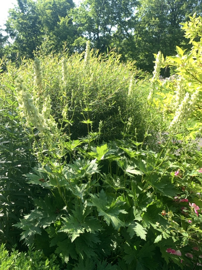 Image de la plante