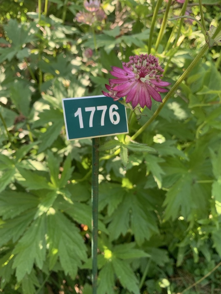 Image de la plante