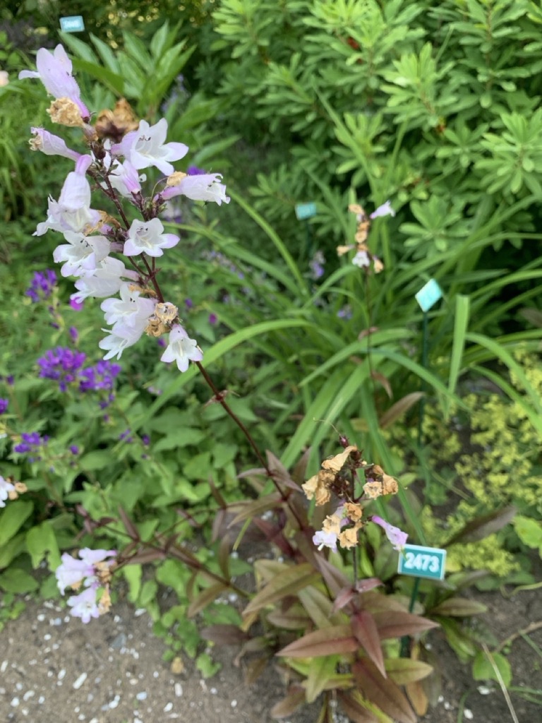 Image de la plante